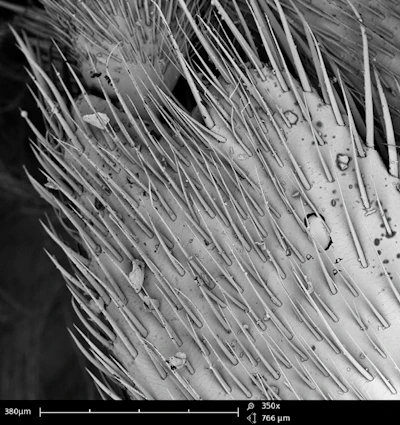 Scanning electron microscope images of hairs on a honeybee’s forelimb.