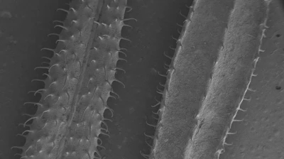 SEM Image of Galium aparine's leaves. This climbing plant, commonly known as “catchweed”, has evolved a particular mechanism for parasitic anchoring that allows it to climb over other plants via micro-hooks on its leaves. These hooks allow it to anchor onto the surfaces of other plants as it grows, exploiting them for physical support.