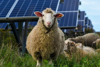 Sheep graze at a solar farm at Cornell University, Ithaca, N.Y., Sept. 24, 2021.