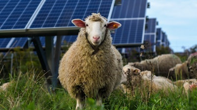 Sheep graze at a solar farm at Cornell University, Ithaca, N.Y., Sept. 24, 2021.