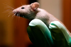 A technician holds a laboratory mouse at the Jackson Laboratory, Jan. 24, 2006, in Bar Harbor, Maine.