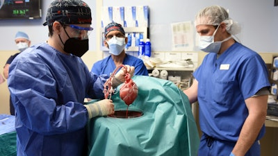 Members of the surgical team show the pig heart for transplant into patient David Bennett, Baltimore, Jan. 7, 2022.
