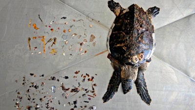A Hawksbill sea turtle that was found on a nearby beach is displayed after an autopsy was performed along with trash mostly plastic materials, top, and food items, left, at the Al Hefaiyah Conservation Center lab, in the city of Kalba, on the east coast of the United Arab Emirates on Feb. 1, 2022.