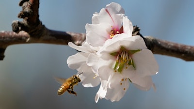 A bee approaches an almond blossom in an orchard near Woodland, Calif., Feb. 17, 2022.