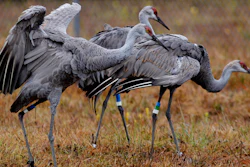 Endangered Mississippi sandhill cranes at the Mississippi Sandhill Crane National Wildlife Refuge, Gautier, Miss., Nov. 27, 2012.