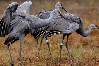 Endangered Mississippi sandhill cranes at the Mississippi Sandhill Crane National Wildlife Refuge, Gautier, Miss., Nov. 27, 2012.