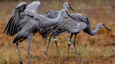 Endangered Mississippi sandhill cranes at the Mississippi Sandhill Crane National Wildlife Refuge, Gautier, Miss., Nov. 27, 2012.