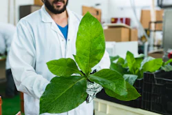 Bio Better Breaks Bottleneck In Cultivated Meat With Tobacco Plants #2