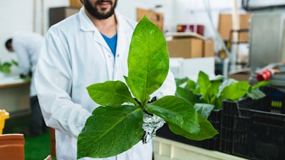 Bio Better Breaks Bottleneck In Cultivated Meat With Tobacco Plants #2