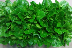 This lettuce produces a bone-stimulating hormone that could help stave off bone loss in space and on Earth.
