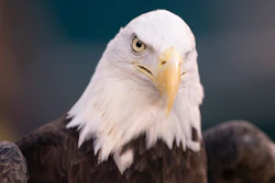 This Jan. 5, 2020, photo shows a bald eagle in Philadelphia. NextEra Energy subsidiary ESI Energy was sentenced to probation and ordered to pay more than $8 million in fines and restitution after at least 150 eagles were killed over the past decade at its wind farms in eight states.