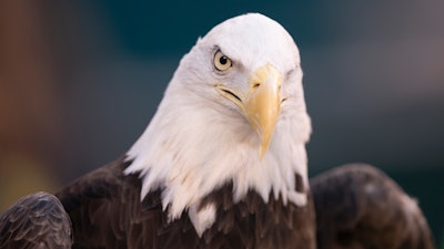 This Jan. 5, 2020, photo shows a bald eagle in Philadelphia. NextEra Energy subsidiary ESI Energy was sentenced to probation and ordered to pay more than $8 million in fines and restitution after at least 150 eagles were killed over the past decade at its wind farms in eight states.