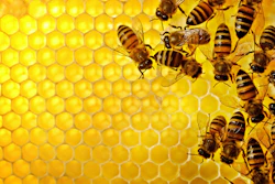 The WSU engineers created the honey memristors on a micro-scale, so they are about the size of a human hair.