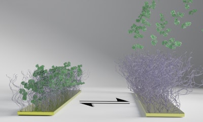 The polymer surface, seen as brushes in the image, reacts to an electrical pulse by changing state from capturing to releasing the green biomolecules. The polymer surface first captures the bio molecules (left), and when the electricity is switched on releases them (right). Unlike the bio molecules, the polymer brushes stay attached despite the electrical pulse, and the process can be repeated.