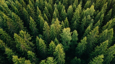 The batteries will be produced with renewable wood from Nordic forests.