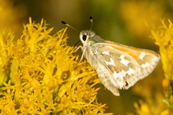 In this photo provided by the Center for Biological Diversity is a bleached sandhill skipper in the meadows at Baltazor Hot Spring in Humboldt County, Nevada, taken on Sept 13, 2021. Conservationists who are already suing to block a geothermal power plant where an endangered toad lives in western Nevada are now seeking U.S. protection for the rare butterfly at another geothermal project the developer plans near the Oregon line.
