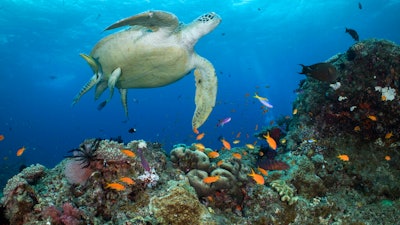 In this photo provided by the Great Barrier Reef Marine Park Authority, a green turtle swims in waters of Ribbon Reef No 10 near Cairns, Australia, Jan. 26, 2019. Australia's new government announced on Thursday, Aug. 4, 2022, it plans to prevent a coal mine from being created because of its potential impact on the nearby Great Barrier Reef.