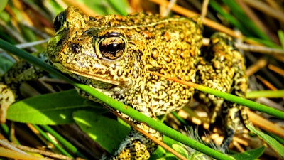 In this 2017 photo provided by the Center for Biological Diversity is a Dixie Valley toad, which the U.S. Fish and Wildlife Service has temporarily listed as an endangered species on an emergency basis near the site of a power plant site in Nevada. On Monday, Aug. 1, 2022, the 9th U.S. Circuit Court of Appeals rejected a bid by environmentalists and a Nevada tribe to halt construction of a geothermal power plant that opponents say would harm the endangered toad and destroy sacred hot springs.