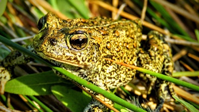 In this 2017 photo provided by the Center for Biological Diversity is a Dixie Valley toad, which the U.S. Fish and Wildlife Service has temporarily listed as an endangered species on an emergency basis, near the site of a power plant site in Nevada.