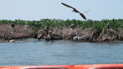 Brown pelicans are shown perching in mangrove bushes damaged by oil on Queen Bess Island in Louisiana's Barataria Bay, June 21, 2010.