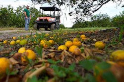 Farmer Roy Petteway looks at the damage to his citrus grove from the effects of Hurricane Ian on Oct. 12, 2022, Zolfo Springs, Fla.