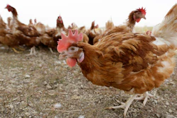 Chickens walk in a fenced pasture at an organic farm in Iowa on Oct. 21, 2015.