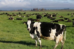 Dairy cows graze on a farm near Oxford, New Zealand, on Oct. 8, 2018. New Zealand scientists are coming up with some surprising solutions for how to reduce methane emissions from farm animals.