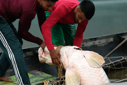 Fishermen brothers Gibson, right, and Manuel Cunha Da Lima, front, raise a pirarucu fish from a lake in San Raimundo settlement, Brazil, Sept. 5, 2022.
