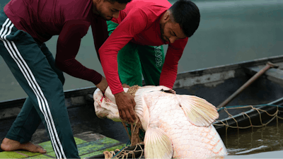 Fishermen brothers Gibson, right, and Manuel Cunha Da Lima, front, raise a pirarucu fish from a lake in San Raimundo settlement, Brazil, Sept. 5, 2022.