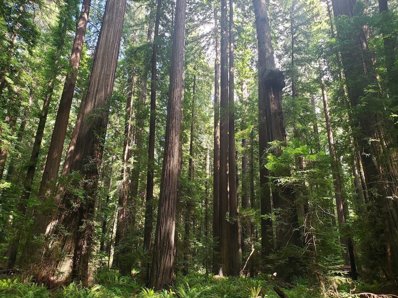 Redwood forests like this one in California can store large amounts of carbon, but not if they&rsquo;re being cut down.