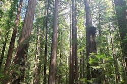 Redwood forests like this one in California can store large amounts of carbon, but not if they’re being cut down.