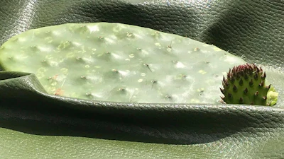 This image released by Marte Cázarez shows a cactus leaf on top of a sheet of fabric, a vegan alternative to leather made from a prickly pear cactus. The plant’s mature leaves are harvested every 6-8 months without damaging the plant.