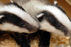 Two badger cubs in the Szeged Game Park in Szeged, Hungary, April 12, 2006.