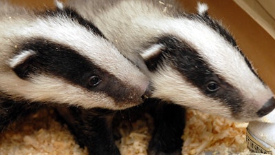 Two badger cubs in the Szeged Game Park in Szeged, Hungary, April 12, 2006.