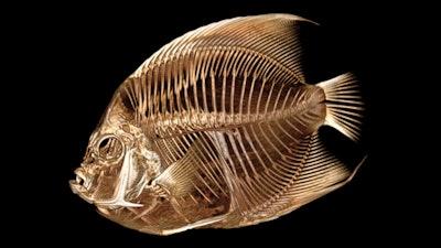 This image provided by the Denver Zoo on Monday, Sept. 4, 2023, shows a CT scan of a French angelfish.