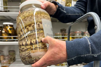 Greg Schneider, research museum collections manager for the University of Michigan Museum of Zoology's division of reptiles and amphibians, holds a jar containing snake specimens Wednesday, Oct. 18, 2023, in Ann Arbor, Mich.