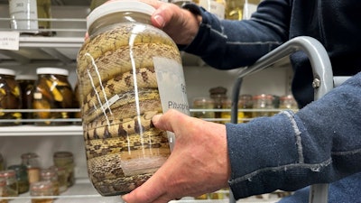 Greg Schneider, research museum collections manager for the University of Michigan Museum of Zoology's division of reptiles and amphibians, holds a jar containing snake specimens Wednesday, Oct. 18, 2023, in Ann Arbor, Mich.