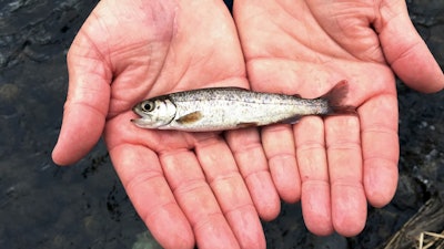 A juvenile coho salmon is held by a fish biologist at the Lostine River on March 9, 2017, in northeastern Oregon.