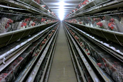 In this Sept. 28, 2007, file photo, chickens appear at a chicken house near Livingston, Calif.