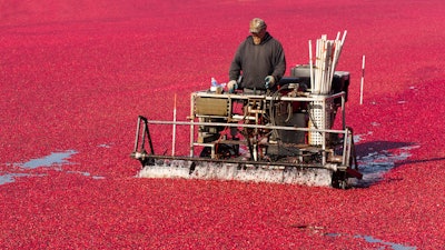 A farmer knocks the berries of his crop before harvest.