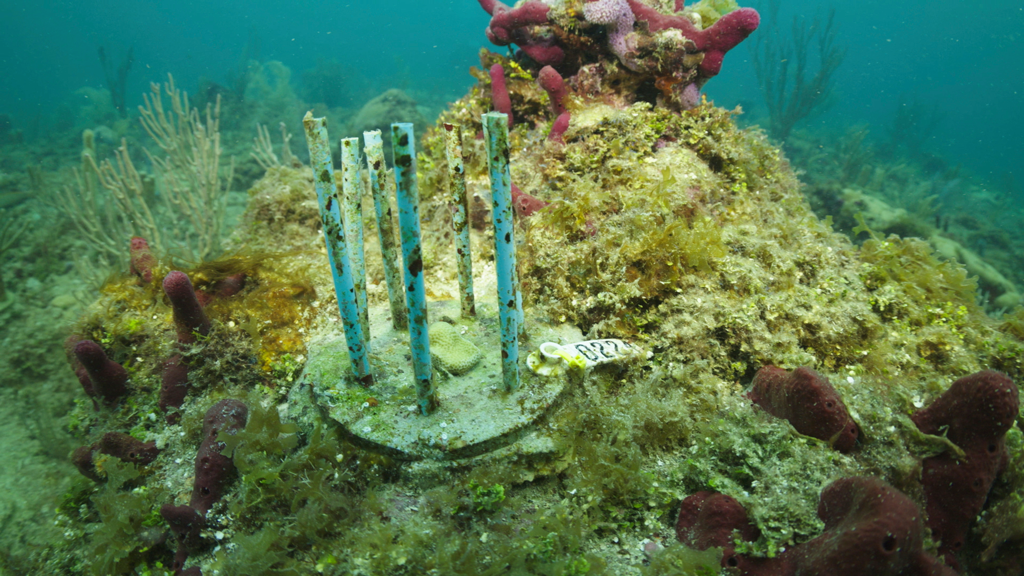 This July 26, 2023 image provided by phade&circledR; by WinCup, Inc., shows a 'Coral Fort,' made of biodegradable drinking straws that researchers are using to prevent laboratory-grown coral from becoming really expensive fish food, off the coast of Fort Lauderdale, Fla.