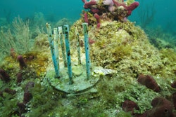 This July 26, 2023 image provided by phade® by WinCup, Inc., shows a 'Coral Fort,' made of biodegradable drinking straws that researchers are using to prevent laboratory-grown coral from becoming really expensive fish food, off the coast of Fort Lauderdale, Fla.