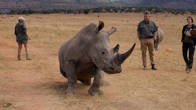 A rhino recovers from a tranquilizer, after a hole was drilled into its horn and isotopes carefully inserted, at a rhino orphanage in the country's northern province of Limpopo.