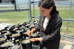 Botanist Florencia Peredo Ovalle works in her greenhouse in Gardnerville, Nevada, Tuesday, May 21, 2024.
