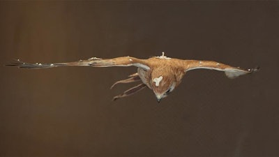 A Nankeen Kestrel hovering in the RMIT University wind tunnel.
