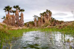 This photo provided by the environmental group Earthjustice shows Ha'Kamwe', a sacred spring near Wikieup, Ariz., March 5, 2022.