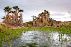 This photo provided by the environmental group Earthjustice shows Ha'Kamwe', a sacred spring near Wikieup, Ariz.