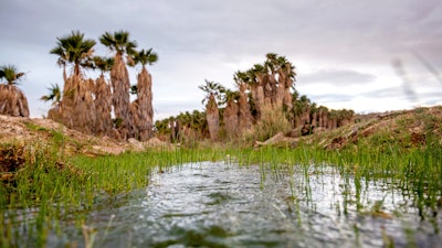 This photo provided by the environmental group Earthjustice shows Ha'Kamwe', a sacred spring near Wikieup, Ariz.