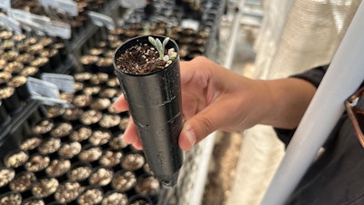 Botanist Florencia Peredo Ovalle holds a sample of Tiehm's buckwheat in her greenhouse in Gardnerville, Nevada, May 21, 2024.