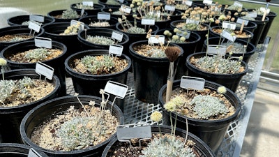 Tiehm's buckwheat grows in a greenhouse in Gardnerville, Nevada, Tuesday, May 21, 2024. The endangered desert wildflower stands in the way of a mining company's plans to dig for lithium to help speed production of batteries for electric cars and other green energy projects.